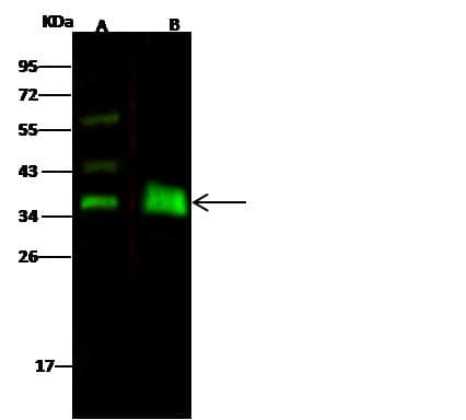 Polyclonal Rabbit anti-Human EPCAM Antibody (Preservative Free, WB)