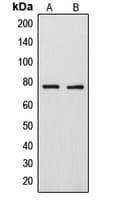 ARHGAP18 Antibody (C-Terminus)