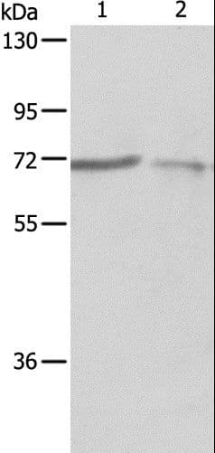 Polyclonal Rabbit anti-Human PTPN6 / SHP1 Antibody (IHC, WB)