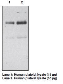 IHC-plus™ CD36 Antibody (aa99-114)