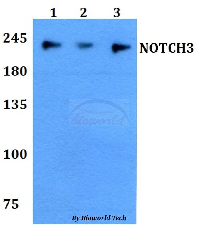 Polyclonal Rabbit anti-Human NOTCH3 Antibody (WB)