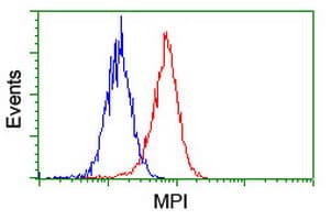 Mannose Phosphate Isomerase Antibody (clone OTI4G7)