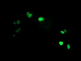 LENG1 Antibody (clone OTI7E10)