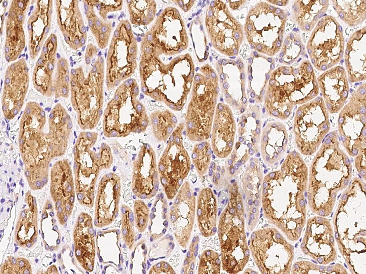 RHEBL1 Antibody