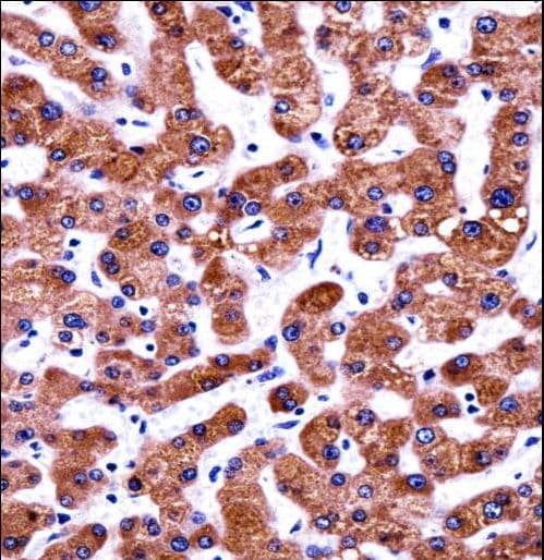 CIAO1 Antibody (aa155-183)