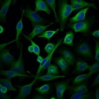 Monoclonal Mouse anti-Human Alpha Tubulin Antibody (IHC, IF, WB)