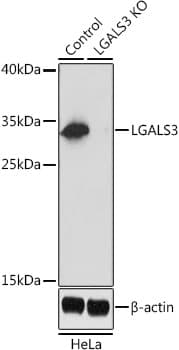 LGALS3 / Galectin 3 Antibody