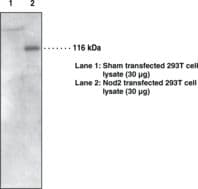 NOD2 / CARD15 Antibody