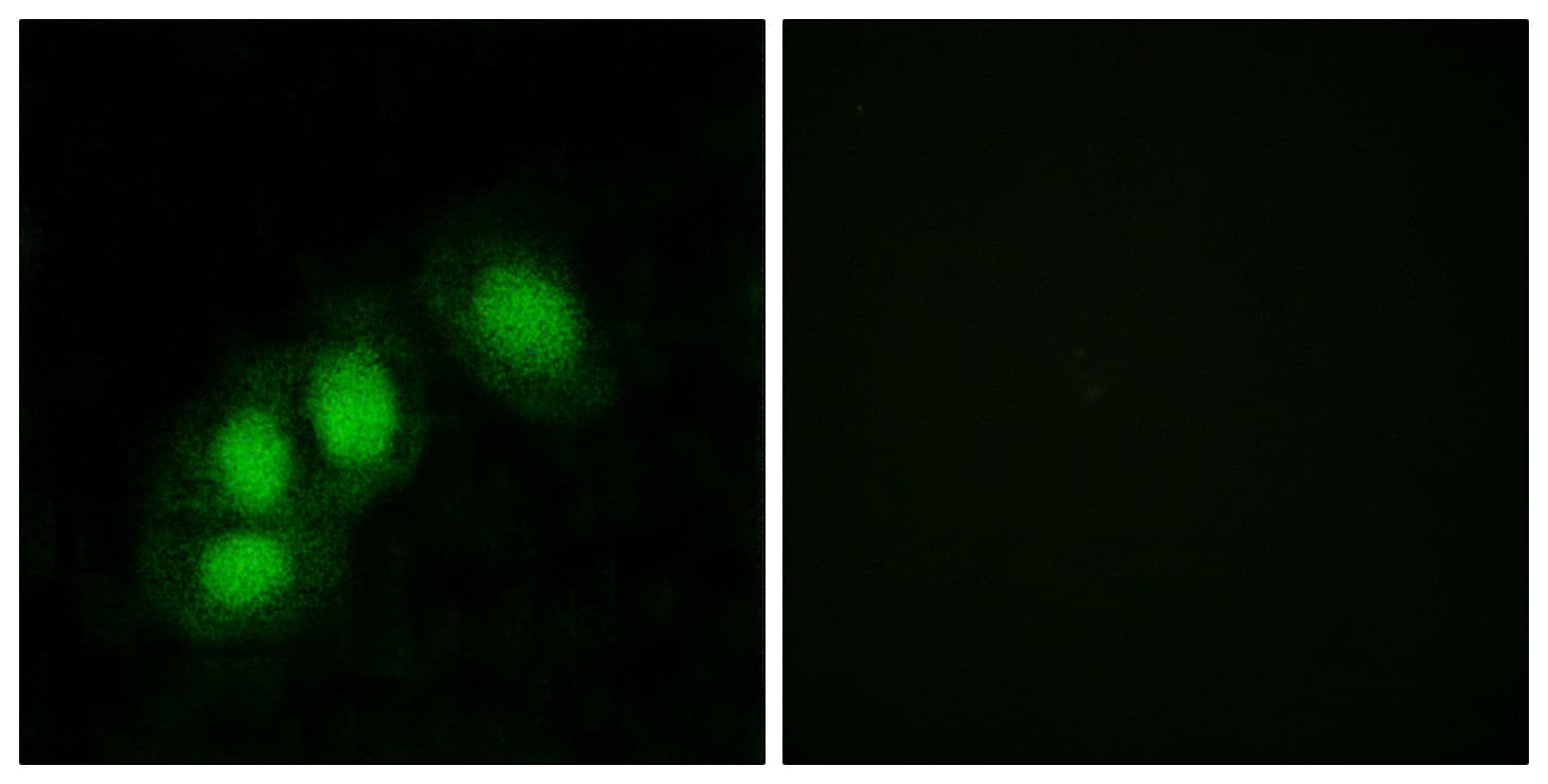 HINT / HINT1 Antibody (aa71-120)