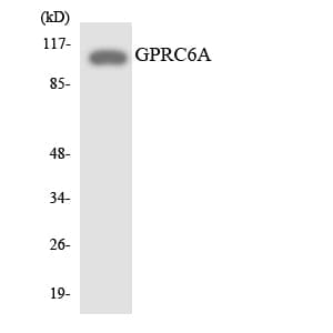 GPRC6A Antibody (aa465-514)