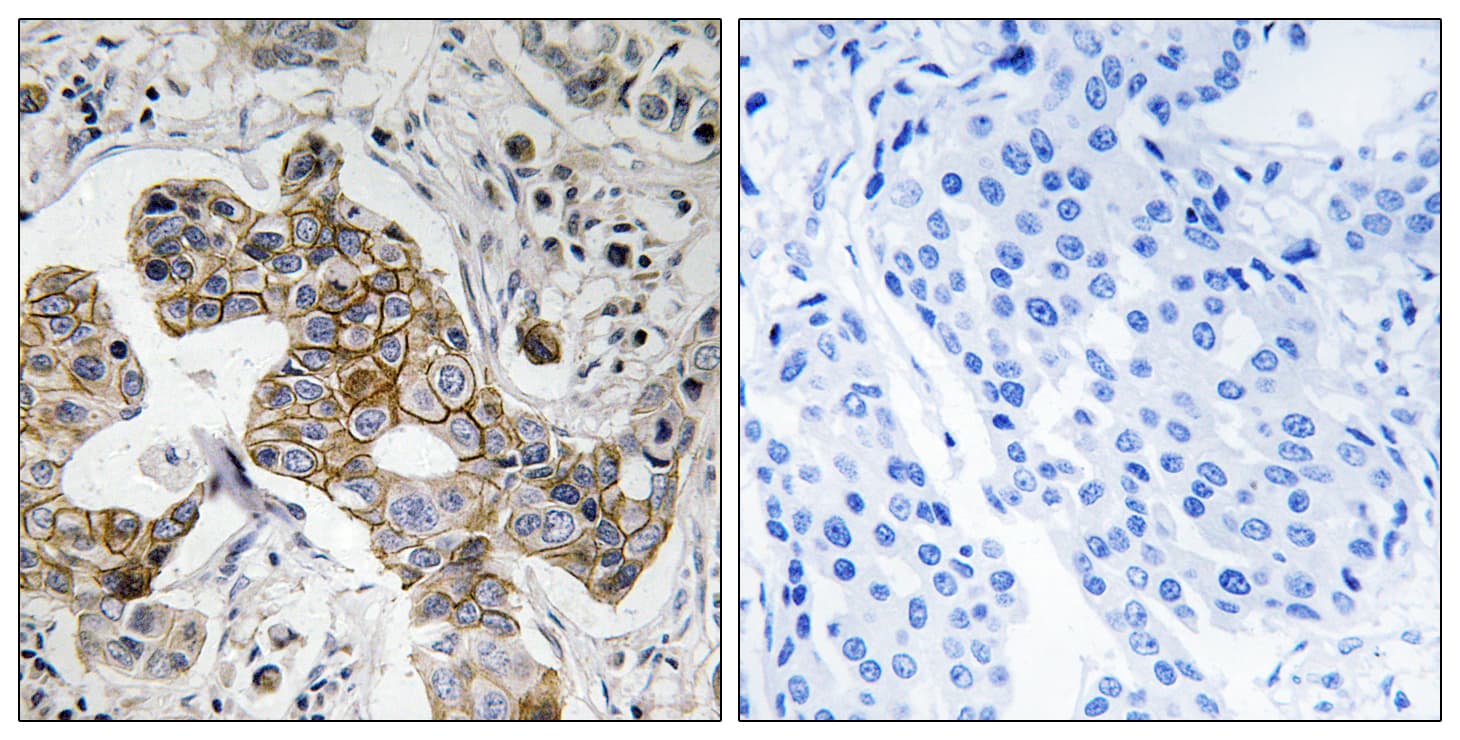 Polyclonal Rabbit anti-Human KCNK15 Antibody (aa273-322, IHC, WB)