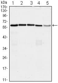 IHC-plus™ CDC25C Antibody (clone 1F12)