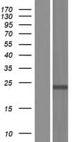 ING4 Protein (Over-Expression Lysate Myc-DDK (Flag))