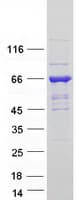 Human GBP5 Protein (Recombinant Myc-DDK (Flag))