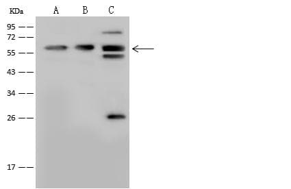 YY1 Antibody