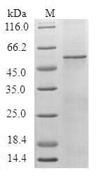 Human HTR1F / 5-HT1F Receptor Protein (Recombinant 10His-SUMO, N-terminus)