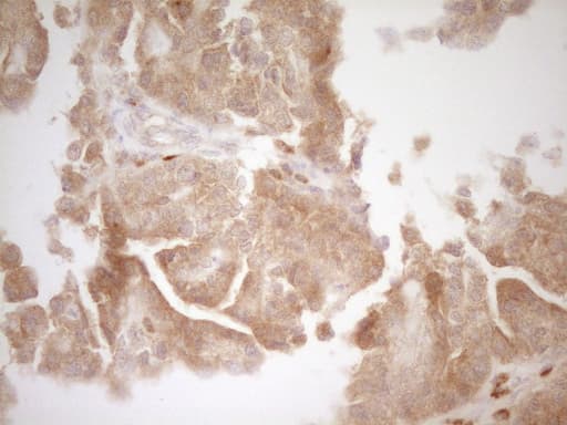 BMF Antibody (clone OTI3E5)