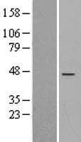 RIC3 Protein (Over-Expression Lysate Myc-DDK (Flag))
