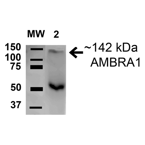 AMBRA1 Antibody (RPE)