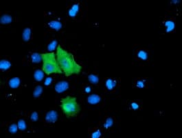 TOMM34 Antibody (clone OTI2F10)