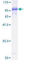 Human TFEB Protein (Recombinant GST)