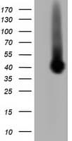 PLEK / Pleckstrin Antibody (clone OTI4G6)