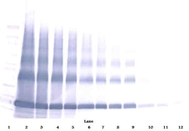 AIMP1 / EMAP II Antibody (Biotin)