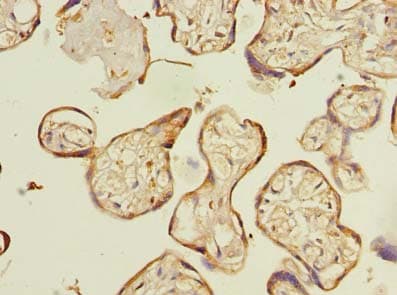 Polyclonal Rabbit anti-Human C16orf48 Antibody (IHC, WB)