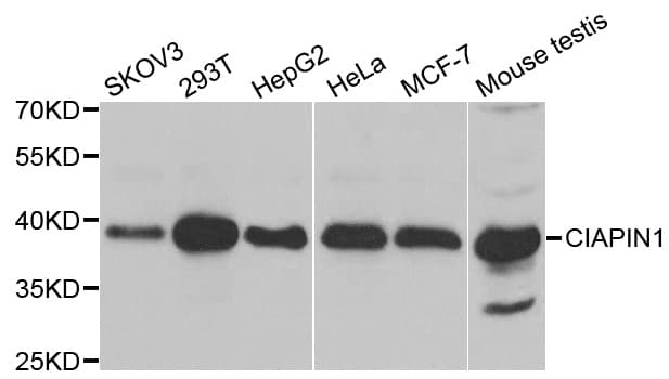 CIAPIN1 / Anamorsin Antibody