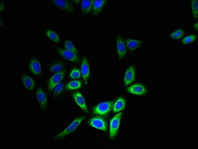IHC-plus™ CYB5B Antibody