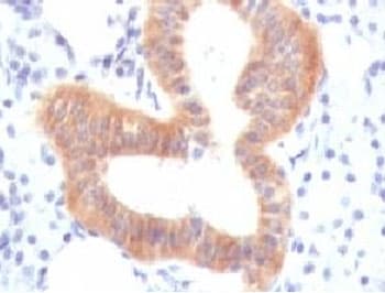 CD86 Antibody (clone CDLA86)