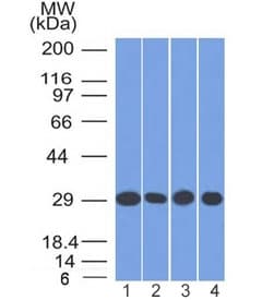 PHB / Prohibitin Antibody (clone PHB/1882, Ready-to-Use)