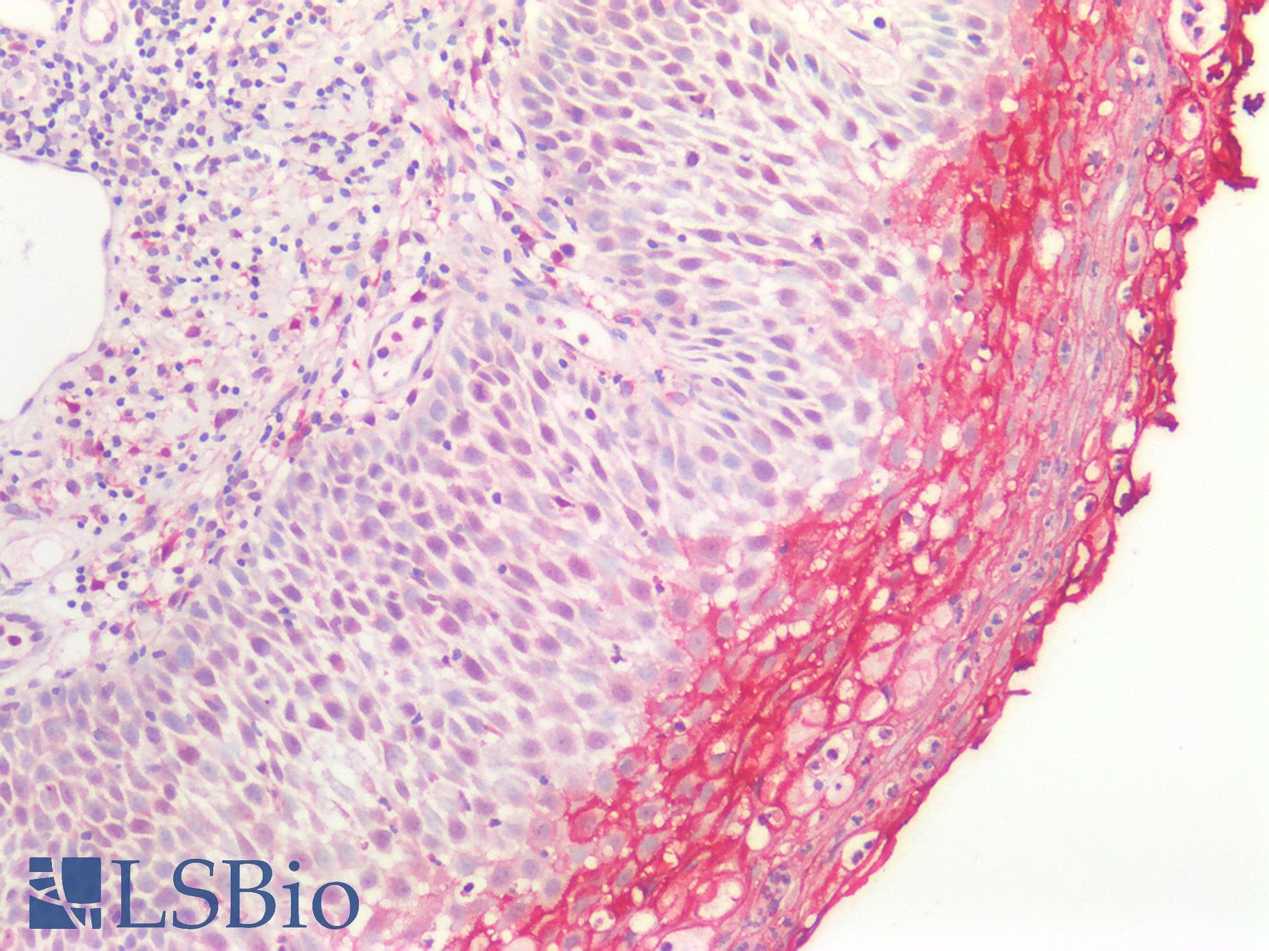 PathPlus™ RAMA1 / SKA3 Antibody