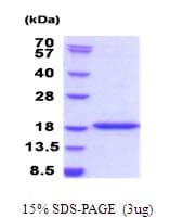 Human BRD1 Protein (Recombinant His)