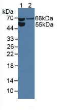 CD105 Antibody (aa26-136)