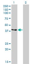 Monoclonal Mouse anti-Human CKMT1B Antibody (clone 2C8, WB)