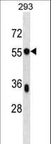 BSDC1 Antibody (aa397-425)