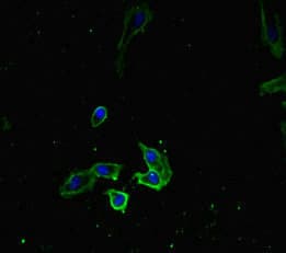 RTF1 Antibody