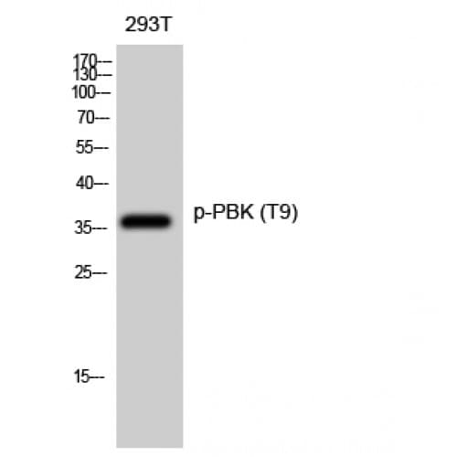 PBK / TOPK Antibody (1-80 aa)