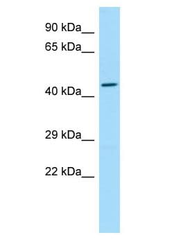 SLC35G2 Antibody (aa361-410)