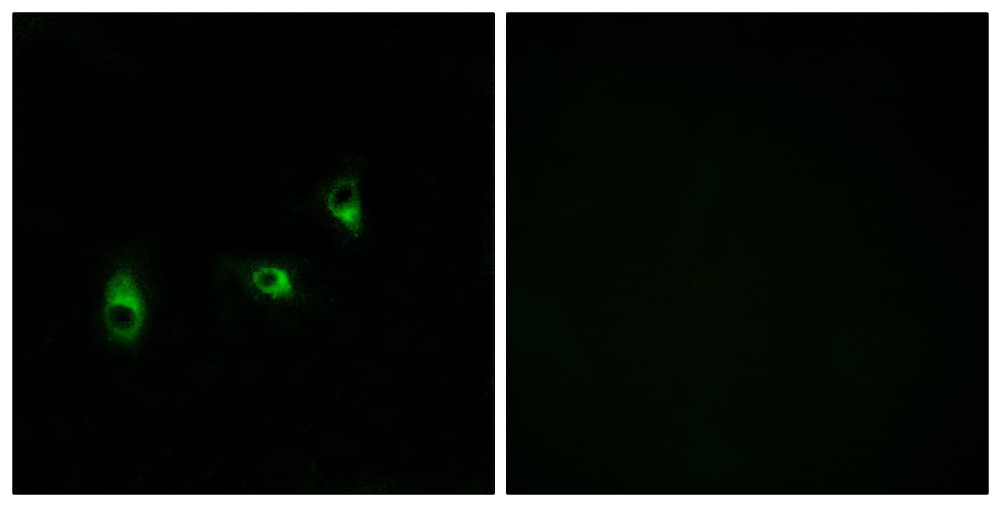 OR10G2 Antibody (aa241-290)