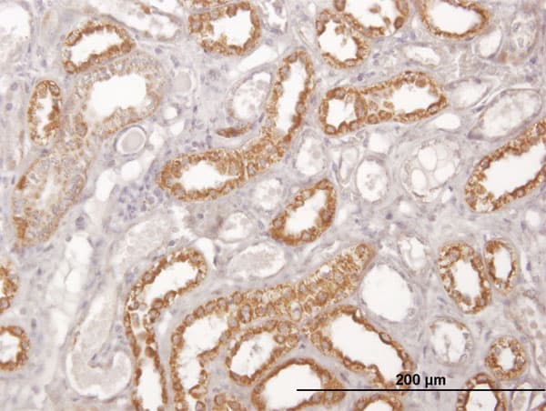 COX6C Antibody (clone 4G4-2A8)