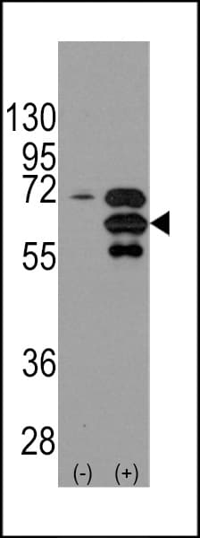 INA / Alpha Internexin Antibody (aa290-319)