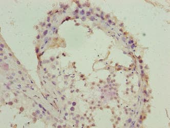 FZR1 Antibody (aa1-493)