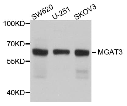 GNT-III / MGAT3 Antibody