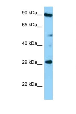 CD37 Antibody (aa126-175)