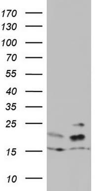 Monoclonal Mouse anti-Human ARFL3 / ARL3 Antibody (clone OTI3D3, aa2-182, WB)