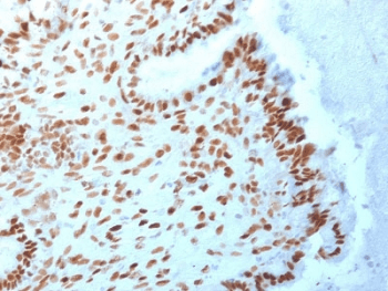 Monoclonal Mouse anti-Human TLE1 / TLE 1 Antibody (clone TLE1/2062, IHC, WB)