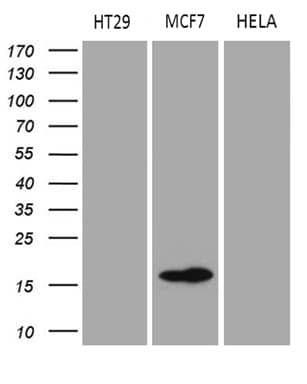 AGR2 Antibody (aa21-175, clone OTI5F1)