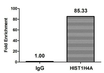 Polyclonal Rabbit anti-Human HIST1H4I Antibody (IF, WB)